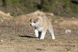 AKITA INU 101